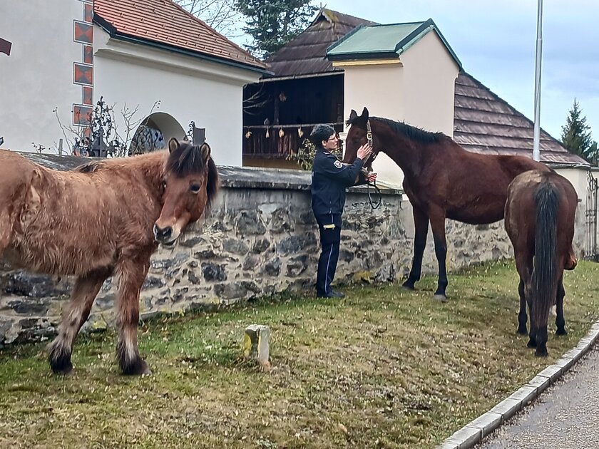 Ordnungshüterin Wiltrud Wiegele kümmerte sich um die drei Pferde während die Besitzer ausfindig gemacht wurden. Foto: Ordnungsamt