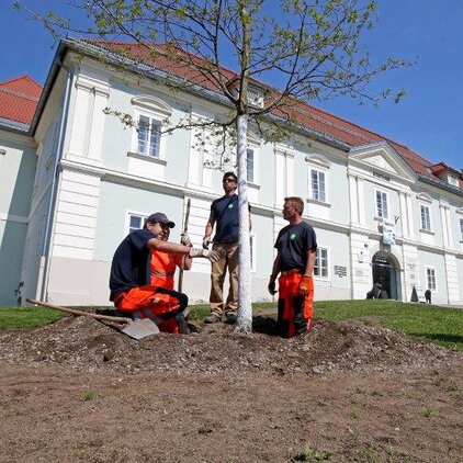 Eine Maximilian-Eiche wurde vor dem Stadthaus gepflanzt. ©StadtPresse/Eggenberger