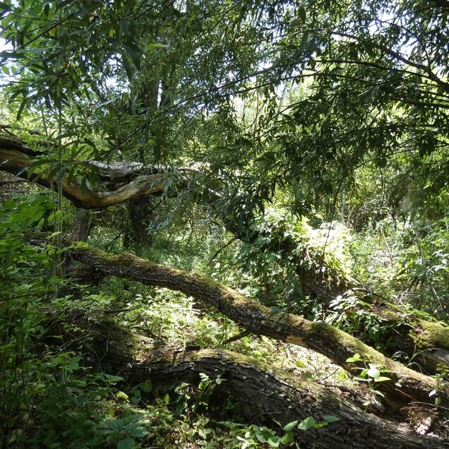 Erlenbruch- und Sumpfwälder bieten Lebensraum für Amphibien und den Grubenlaufkäfer.