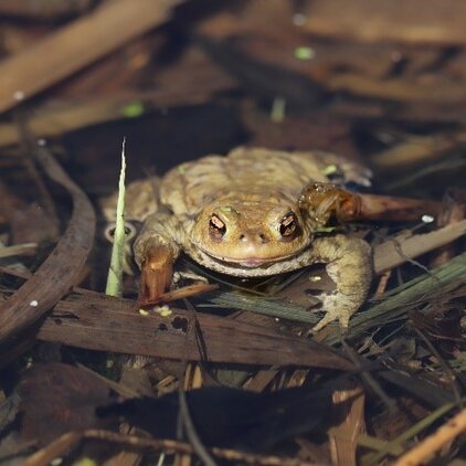 Erdkröten sind im Frühjahr häufig bei den Kleingewässern anzutreffen.
