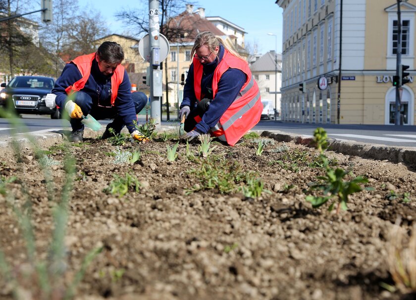 Die Stadtgärtner pflanzen Setzlinge beim Villacher Ring. Foto: StadtKommunikation/Krainz