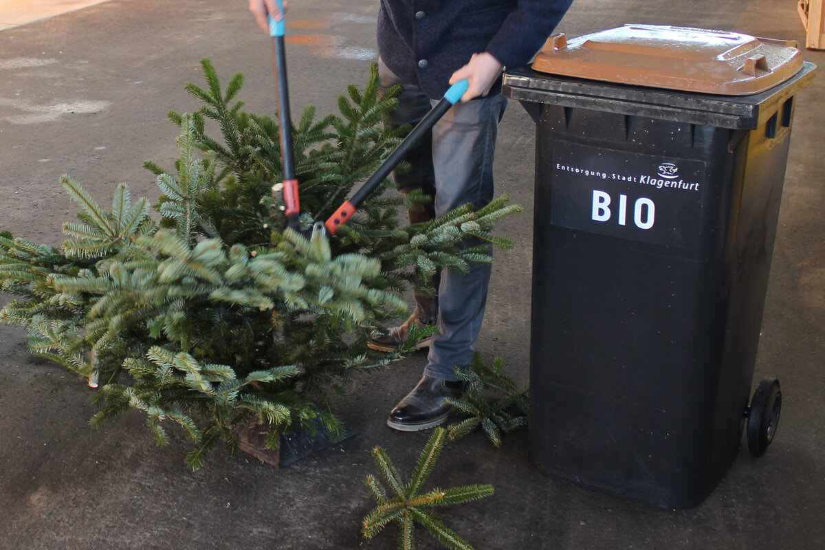 All information about Christmas tree disposal