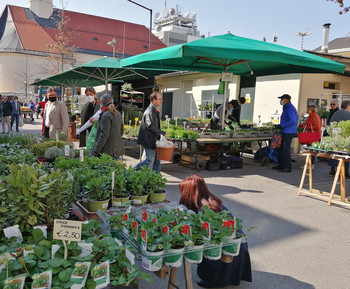 Die Gärtnereien bieten ihre Waren ab sofort wieder täglich auf dem Benediktinermarkt in Klagenfurt an. Foto: StadtPresse