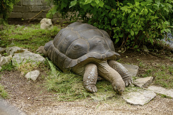 Die 31jährige Riesenschildkröte "Christian"  ©Thomas Hude