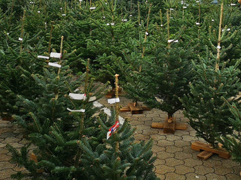Christbäume
