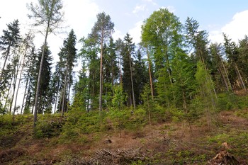 Wald