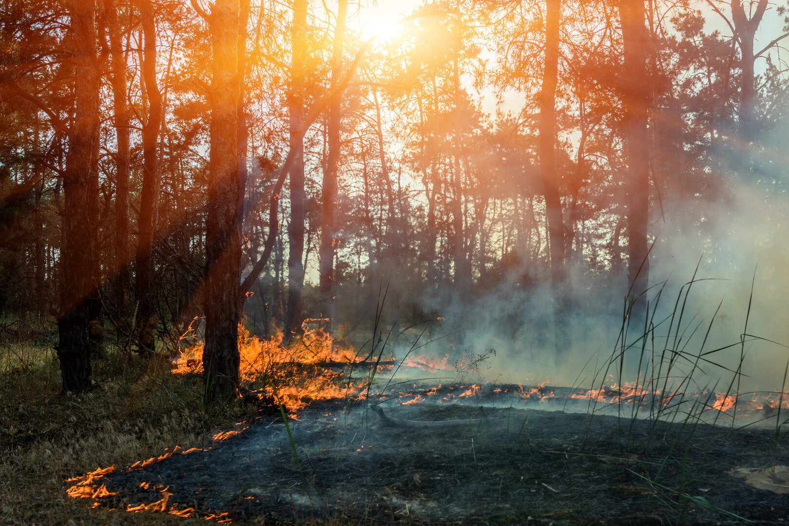 Aufgrund der hohen Temperaturen ist die Gefahr von Waldbränden hoch. Foto: AdobeStock