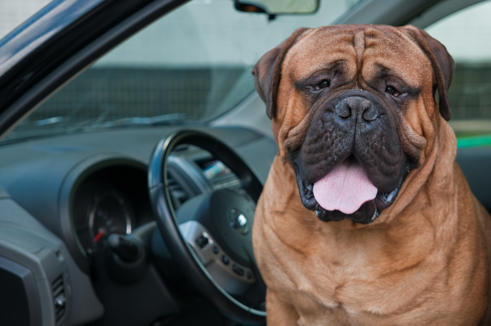 Dog Driver Nicht nur Menschen leiden unter den hohen Temperaturen, auch für Tiere und die Umwelt stellen sie eine große Belastung und Gefahr dar. Foto: Bigstock