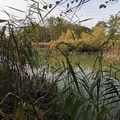 Abbildung 6: Teich im Natura 2000 Gebiet.